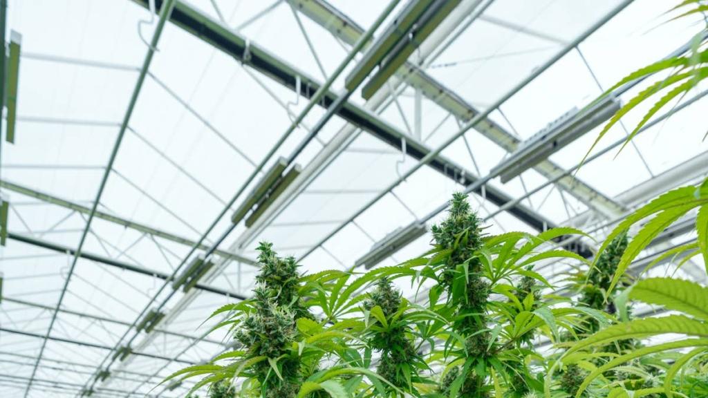 Major cannabis company closes 2 facilities, cuts 211 jobs